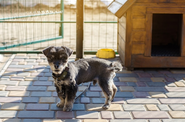 Schöner schwarzer Hündchenhund nahe dem Stand an einem sonnigen Tag. Haus für ein Tier. Selektiver Fokus