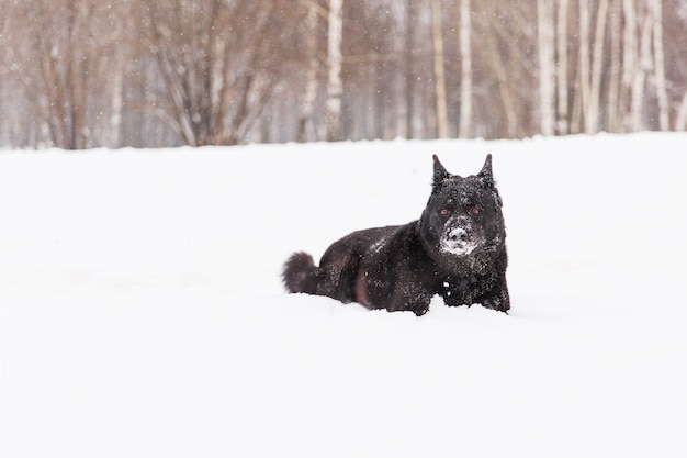 Schöner schwarzer Hund, der auf dem schneebedeckten Gebiet im Winterwald liegt
