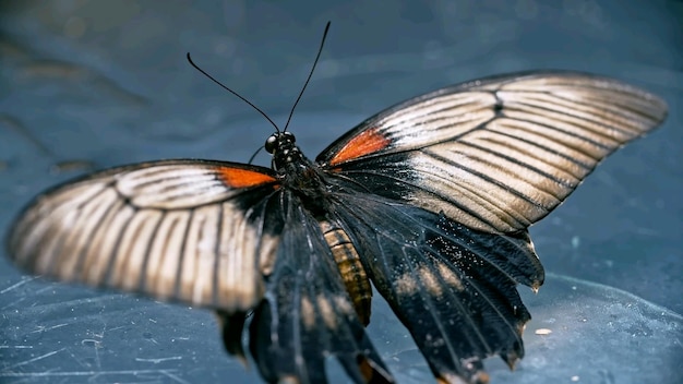 Schöner schwarzer Schmetterling mit weißem Schatten im Flügel, mit Wasser im Hintergrund. Schwalbenschwanz-Schmetterling.
