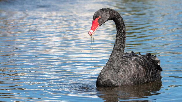 Schöner schwarzer Schwan auf einem Teich morgens.