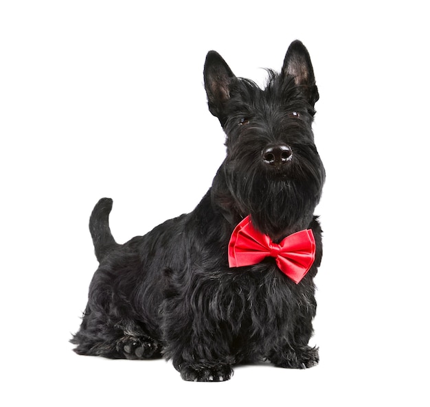 Schöner schwarzer Scotch Terrier