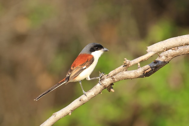 Schöner schwarzer und orange Vogel, langschwänziger Shrike (Lanius schach) hockend auf einer Niederlassung