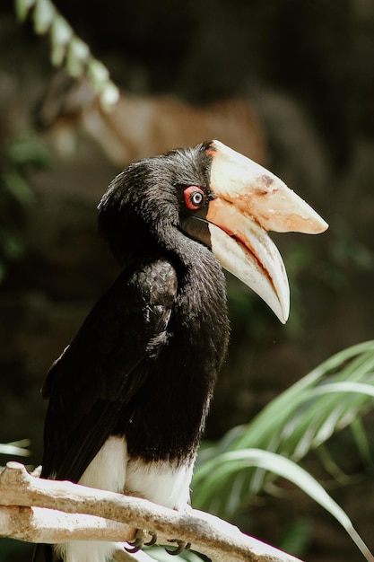 schöner schwarzer vogel