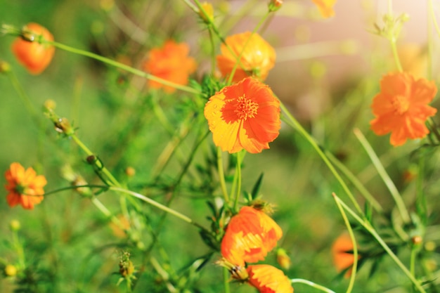 Schöner Schwefel-Kosmos oder gelbes Kosmosblumenfeld im Sonnenlicht