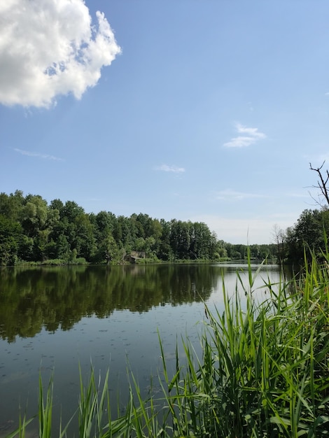 Schöner See im Sommerwald