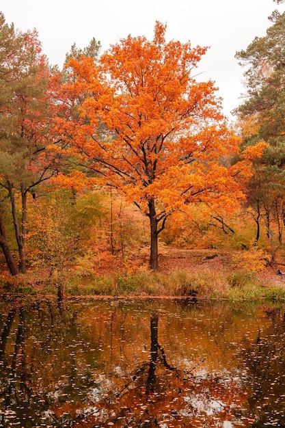 Schöner See in einem Wald mit Herbstbäumen