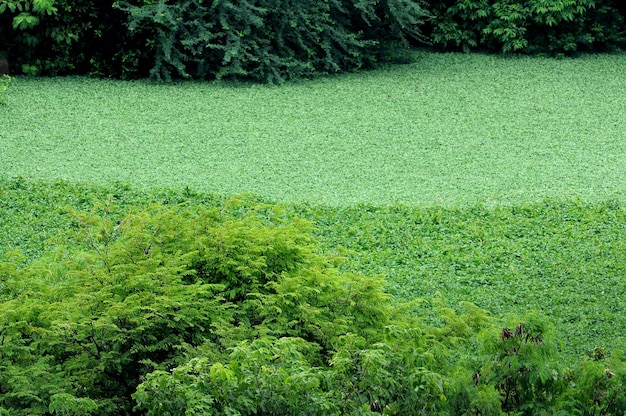 Schöner See mit grünen Pflanzen bedeckt