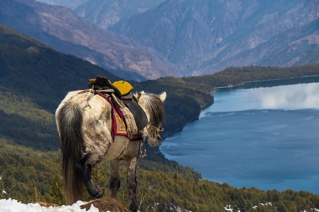 Schöner See mit schneebedeckten Bergen Himalaya Rara Lake National Park Mugu Karnali Nepal Grün Blau