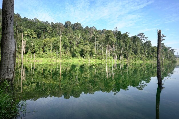 Schöner See und grüne tropische Waldlandschaft