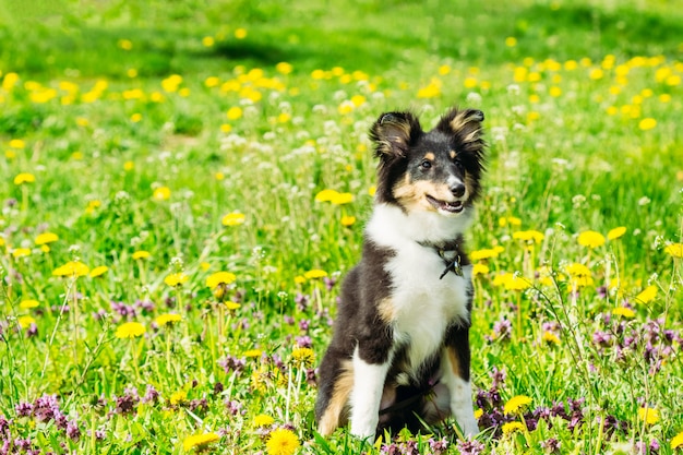 Schöner sheltie Colliewelpe im Gras