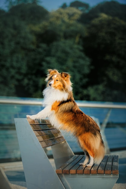 Schöner Shetland-Schäferhund am Morgen