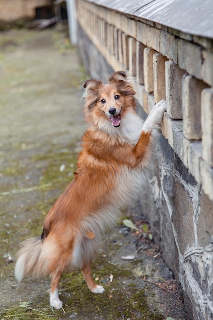 Schöner Shetland-Schäferhund Sheltie-Hund im Freien