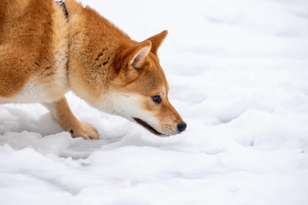 Schöner Shiba-Inu-Hund, der vor Eisfall sitzt Roter Shiba-Hund steht in der Eishöhle