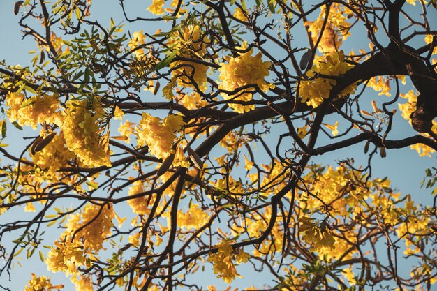 Schöner silberner Trompetenbaum, Baum des Goldes, paraguayischer silberner Trompetenbaum. Selektiver Fokus eine gelbe Blume im Garten.