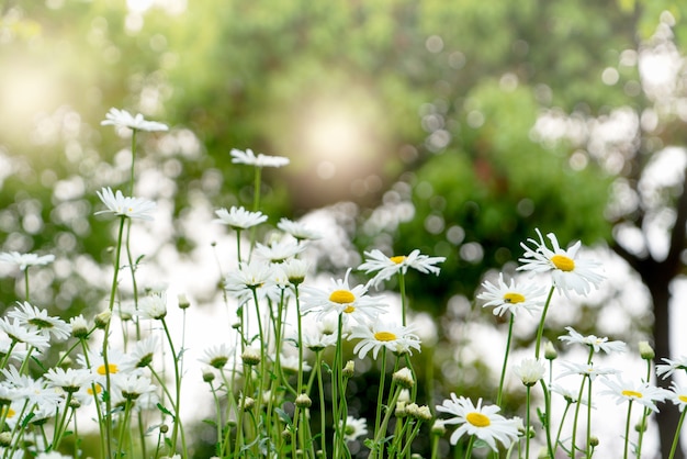 Schöner Sommer mit blühender Gänseblümchenblume auf dem unscharfen Hintergrund