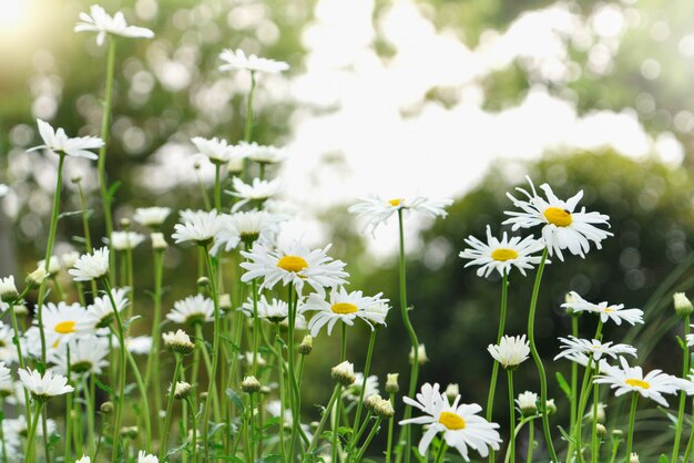 Schöner Sommer mit blühender Gänseblümchenblume