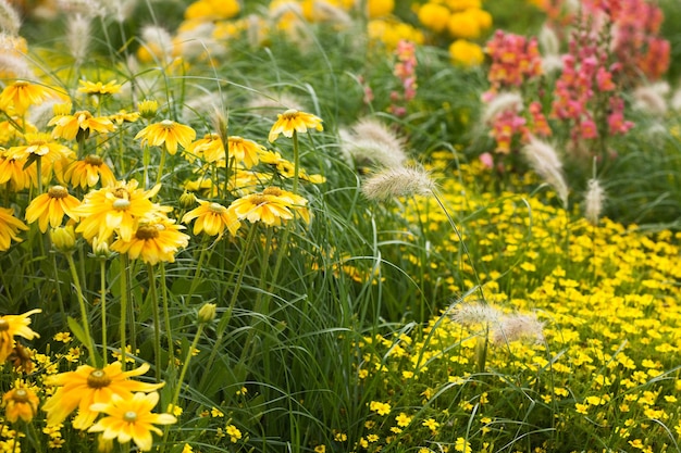 Schöner Sommergarten in voller Blüte