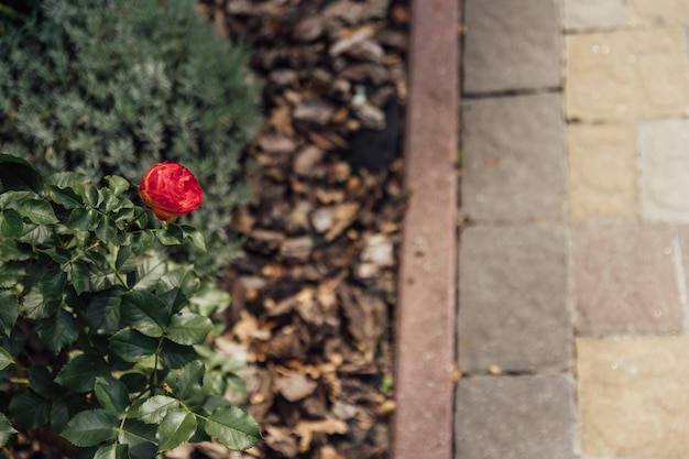 Schöner Sommergarten mit einem sich schlängelnden Gehweg