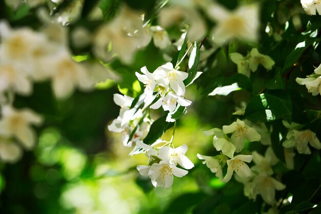 Schöner Sommerhintergrund mit weißen BlütenblumenAbstrakter Hintergrund für Text oder Design