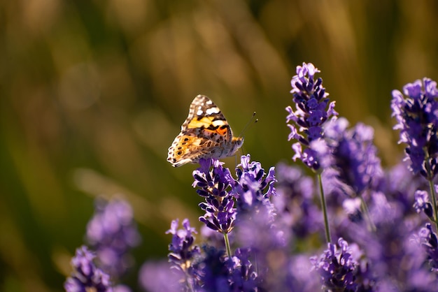 Schöner sommerlicher Blumenhintergrund mit sanften Schmetterlingen auf Lavendelblüten