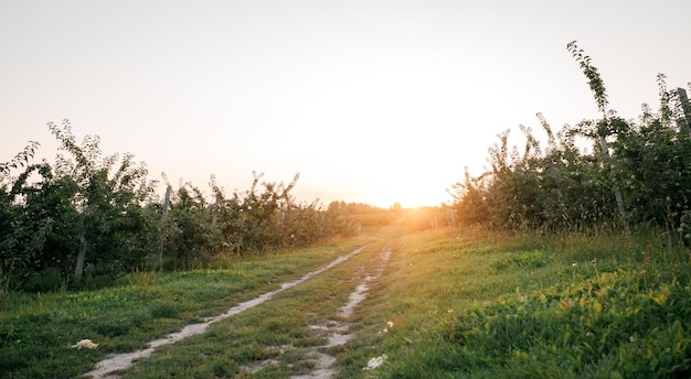 Schöner Sommersonnenuntergang im Apfel- und Birnengarten