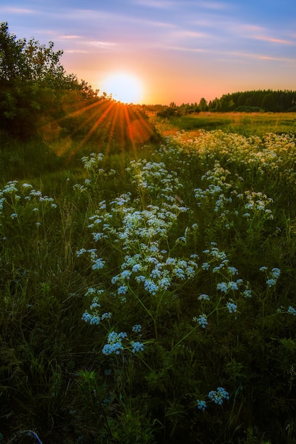 Schöner Sonnenaufgang im Feld