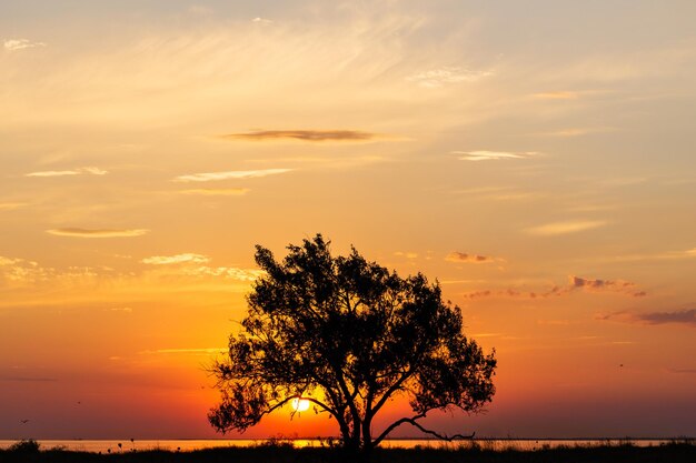 Schöner Sonnenaufgang oder Sonnenuntergang am Meer mit der Silhouette eines Akazienbaums