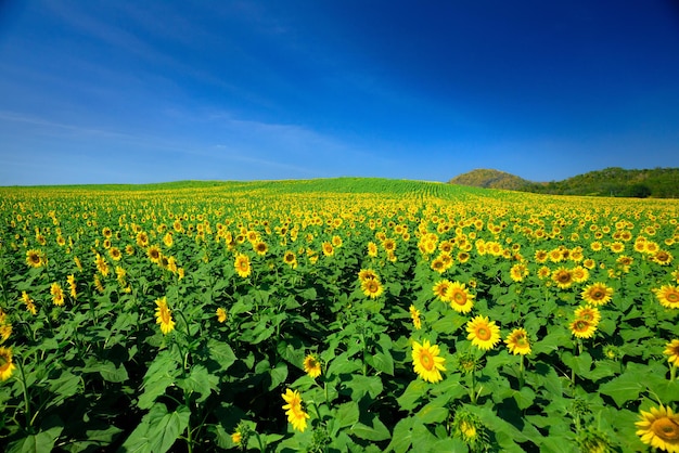 Schöner Sonnenblumengarten, Feld mit blühenden Sonnenblumen