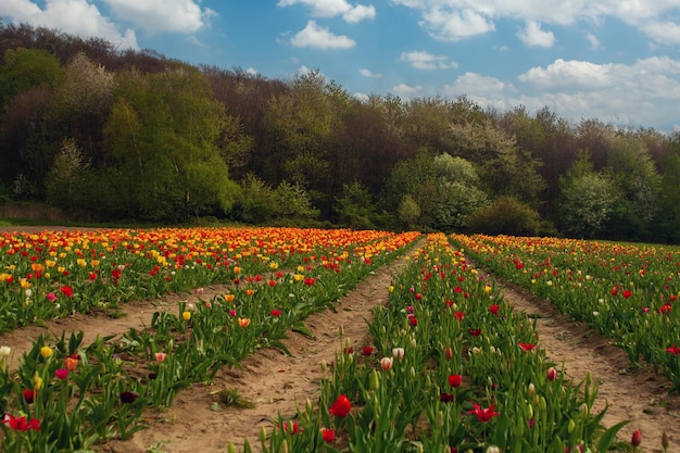 Foto schöner sonnenuntergang auf den tulpenfeldern, foto in hoher qualität