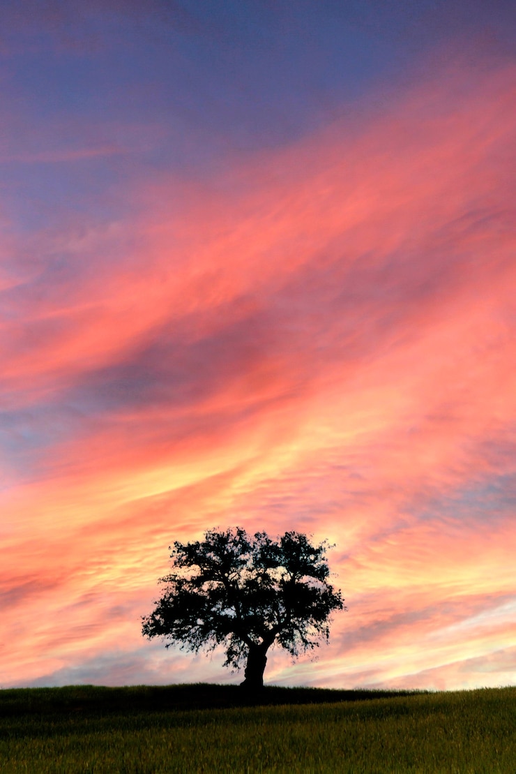 Foto schöner sonnenuntergang auf der wiese mit einem erstaunlichen himmel