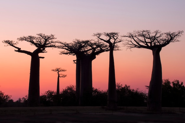 Schöner Sonnenuntergang Baobab Alley. Madagaskar. Afrika