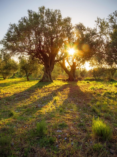 Schöner Sonnenuntergang gegen die Sonne im Olivengarten auf der Insel Euböa in Griechenland