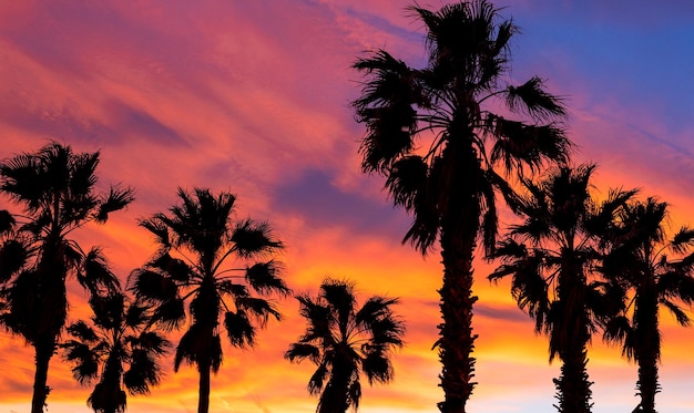 Schöner Sonnenuntergang in Valencia vor dem Hintergrund von Palmen