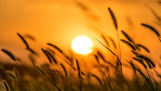 Schöner Sonnenuntergang über dem Feld Sonnenscheibe und Grassilhouette Anapa Russland