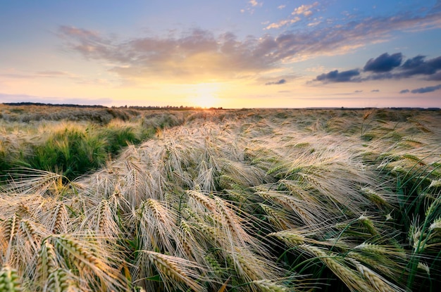 schöner Sonnenuntergang über dem Weizenfeld im Sommer