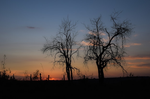Schöner Sonnenuntergang zwischen zwei trockenen Bäumen am Horizont