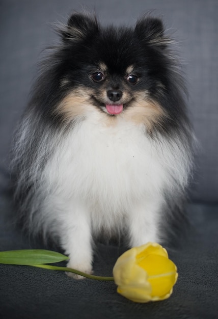 Schöner spitz mit gelber tulpe nationaler hundetag frauentag welttiertag