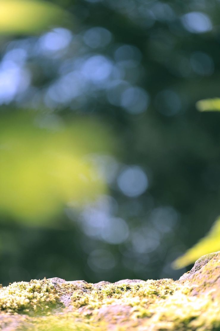 Foto schöner stein mit moos im wald, ein ständer, ein podium. schönes bokeh aus saftigen grüns.