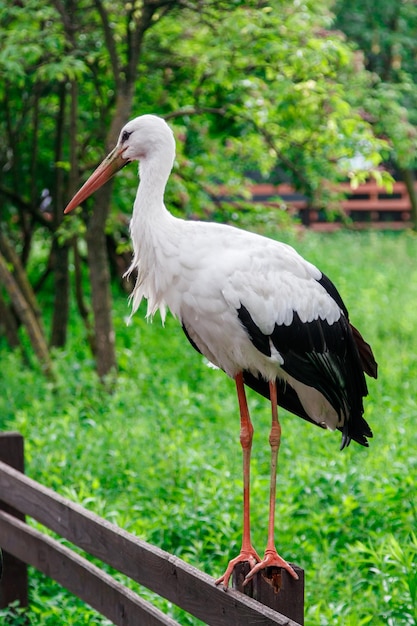 Schöner Storch steht auf einem Zaun