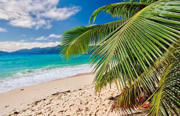 Schöner Strand Anse Soleil mit Palme auf den Seychellen