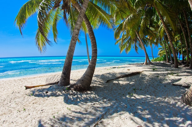 Schöner Strand mit Palmen