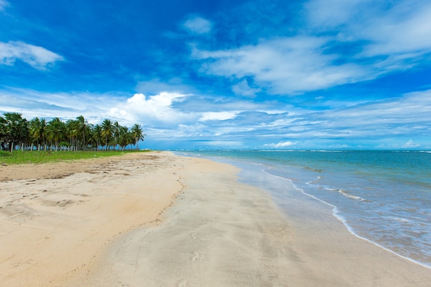 Schöner Strand und tropisches Meer