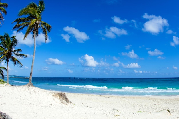 Schöner Strand und tropisches Meer