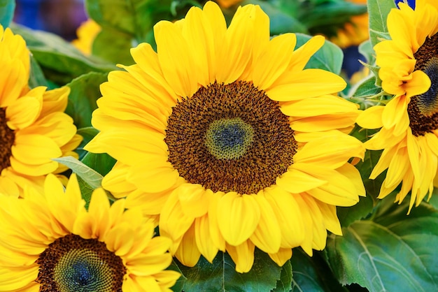 Schöner Strauß blühender Sonnenblumen in Nahaufnahme