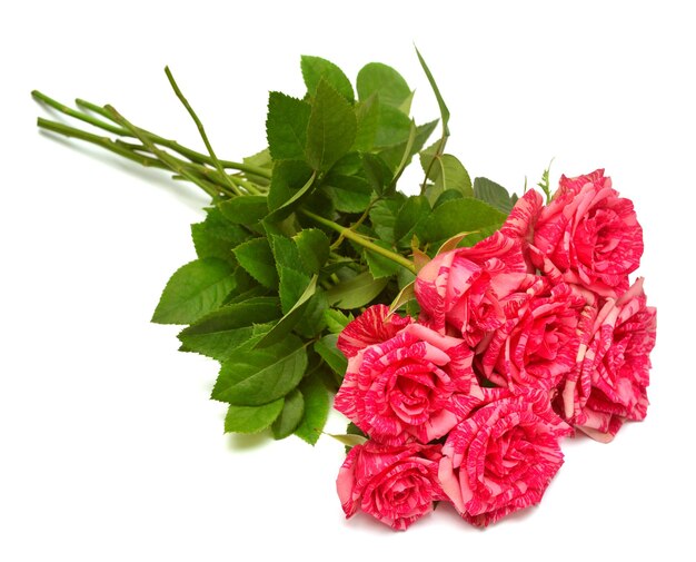 Schöner Strauß Blume rosa Rosentee-Hybride ukrainische Auswahl Pestraja Fantazija isoliert auf weißem Hintergrund. Hochzeitskarte. Gruß. Sommer. Frühling. Flache Lage, Draufsicht. Liebe. Valentinstag