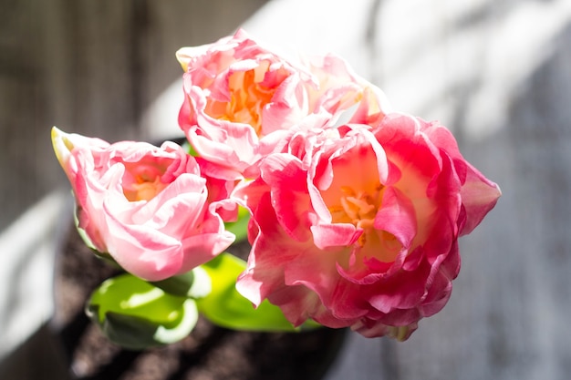 Schöner Strauß der rosa Tulpen auf einem grauen Hintergrund.