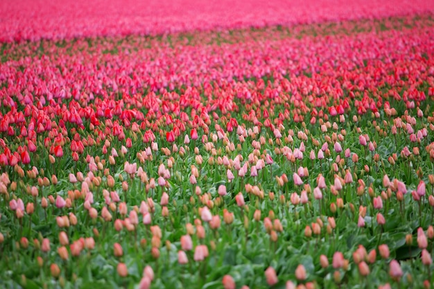 Foto schöner strauß der rosa tulpen