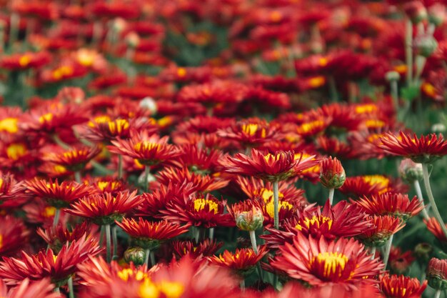 Schöner Strauß der roten Gänseblümchenblume im Garten, der Leidenschaft und Unschuld darstellt.