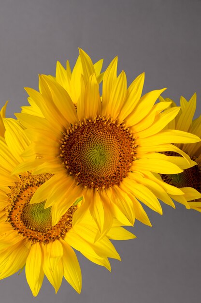 Schöner Strauß leuchtend gelber Sonnenblumen vor grauem Hintergrund.