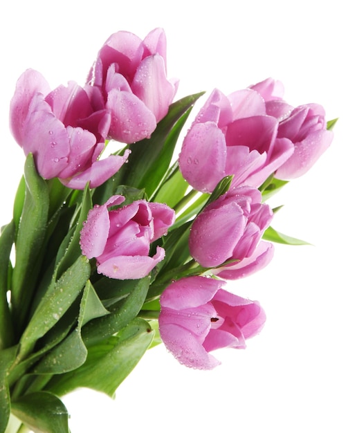 Schöner Strauß lila Tulpen, isoliert auf weiß